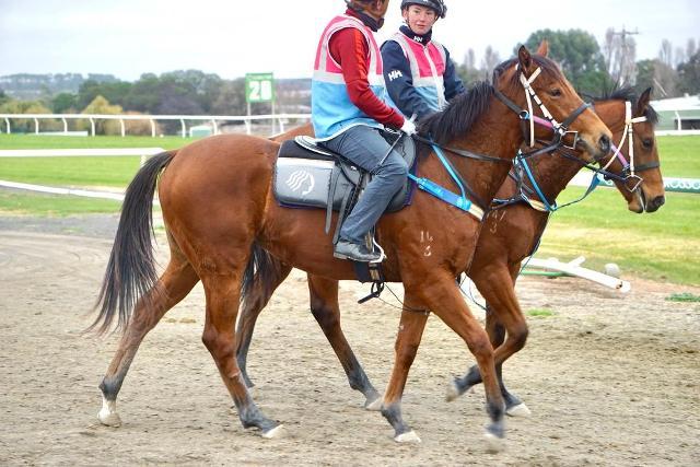 Anders x Madame Trop Vite Filly