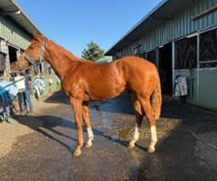 Jacquinot x Show Me More Colt