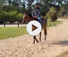 Harry Angel x Kings Brook