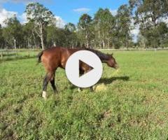 Better Than Ready x Snitzel's Joy