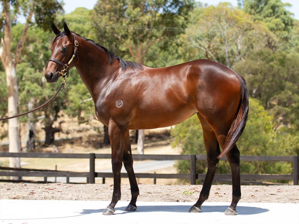 Shamus Award x Pop Star Princess (NZ) 24 filly