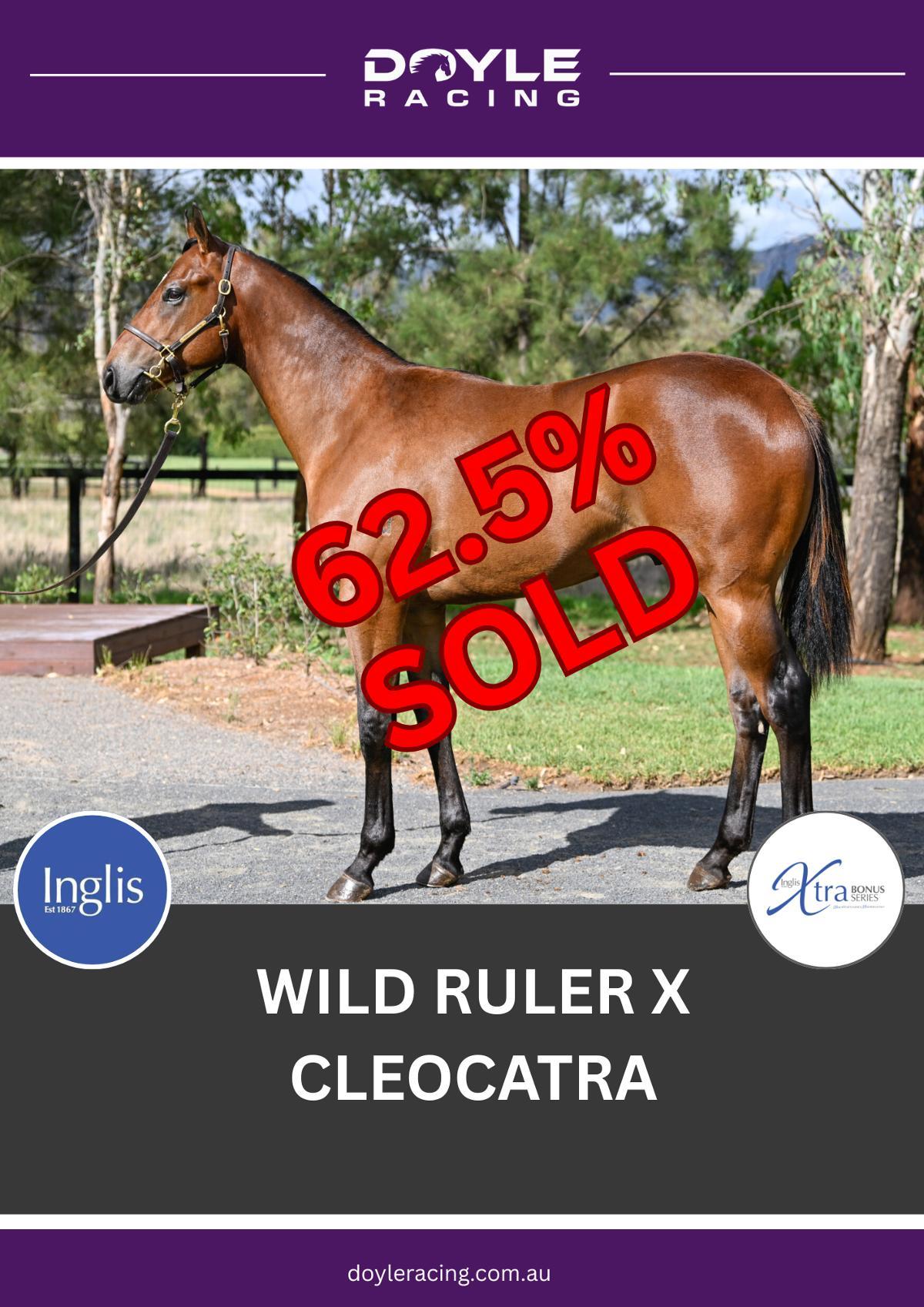 horse-image