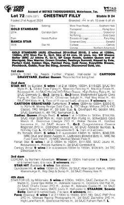 Gold Standard x Banca Star Filly