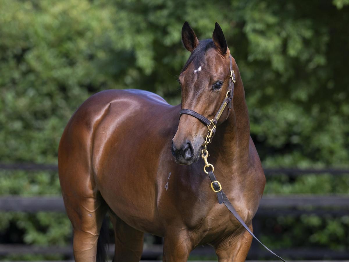 So You Think x Tyche Goddess