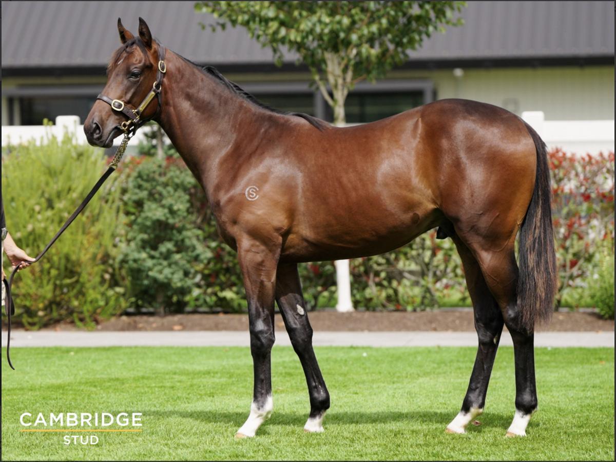 horse-image