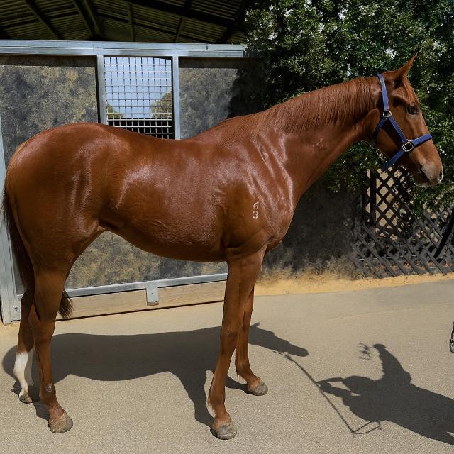 horse-image