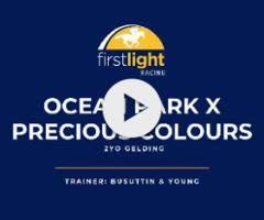 Ocean Park x Precious Colours gelding