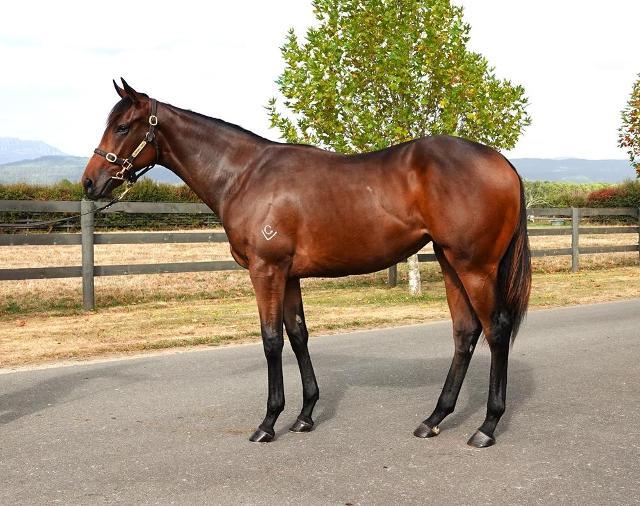 horse-image