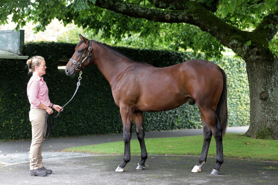 horse-image