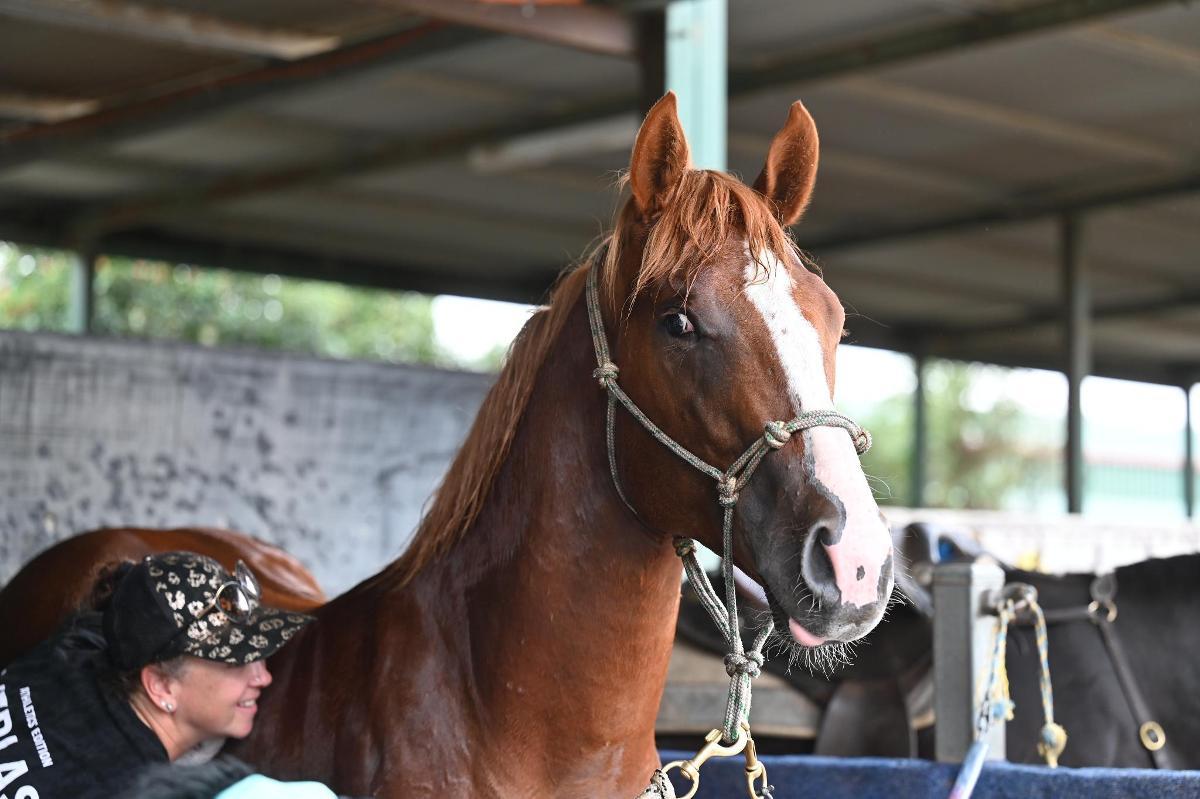 Frankel x Global Brand (USA) colt