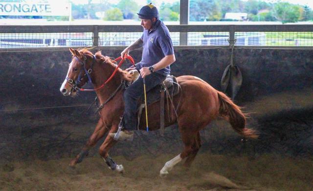 Street Boss x Ariege ‘23 Filly