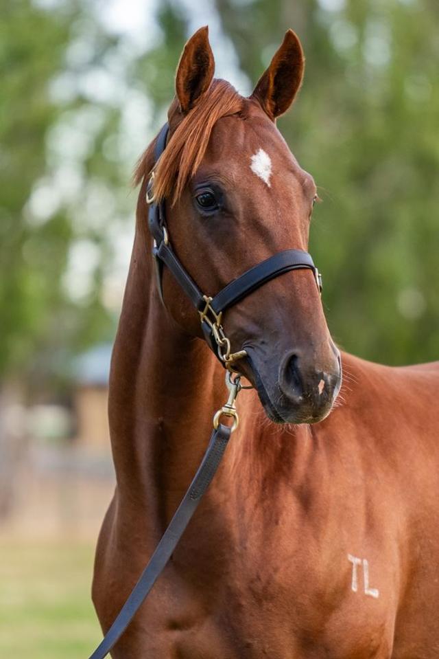 Rubick x Take All Of Me Colt