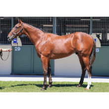 horse-image