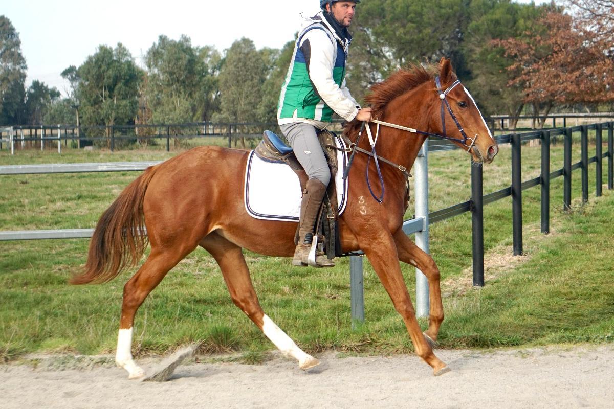 Ghaiyyath x Scout Finch Filly