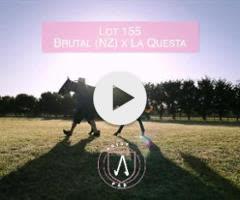 Brutal x La Questa colt