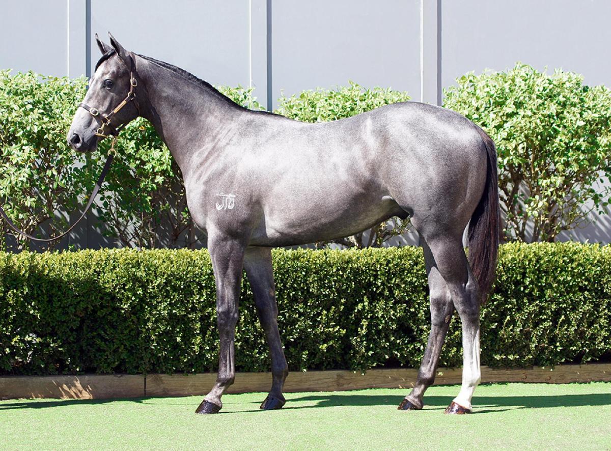 horse-image