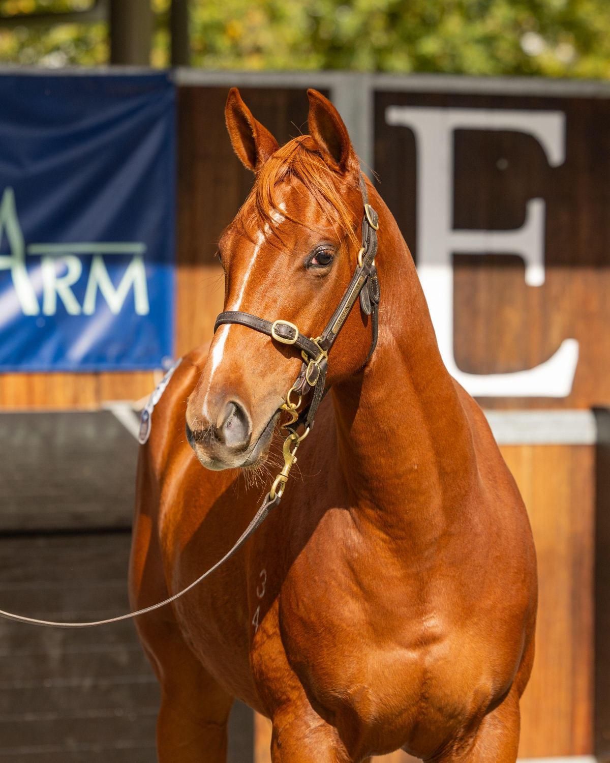 Justify x Kaiken