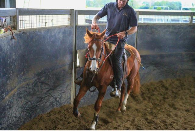 Street Boss x Ariege ‘23 Filly