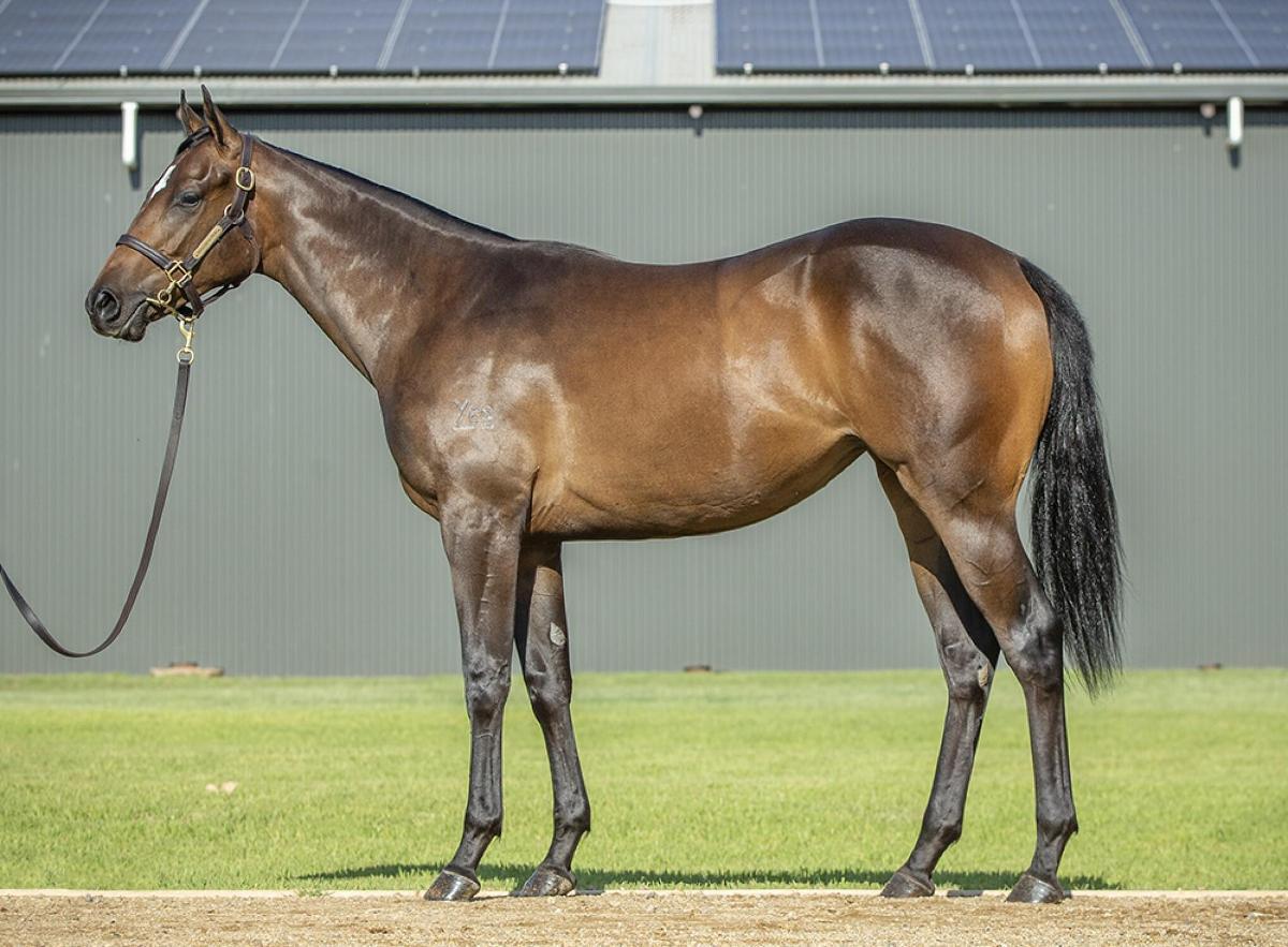 Cosmic Force Yearling filly 24