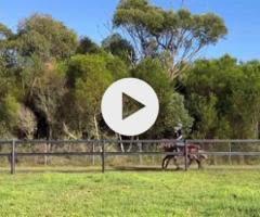 Pierro x Walk This Way (IRE) colt