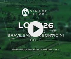 Brave Smash x Bonvicini colt