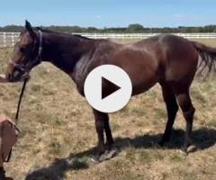 Brutal x Rock The World Colt