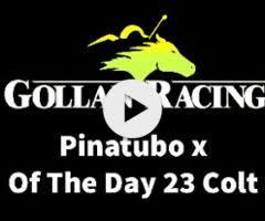 Pinatubo x Of The Day Colt