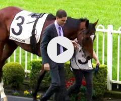 Jacquinot x Thrill Filly '24