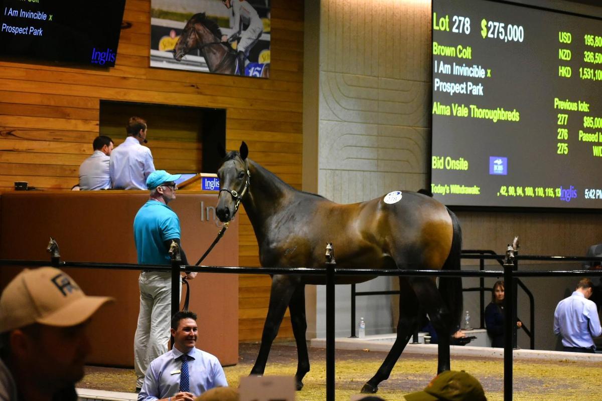 I Am Invincible x Prospect Park