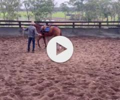 Castelvecchio filly X Charm School