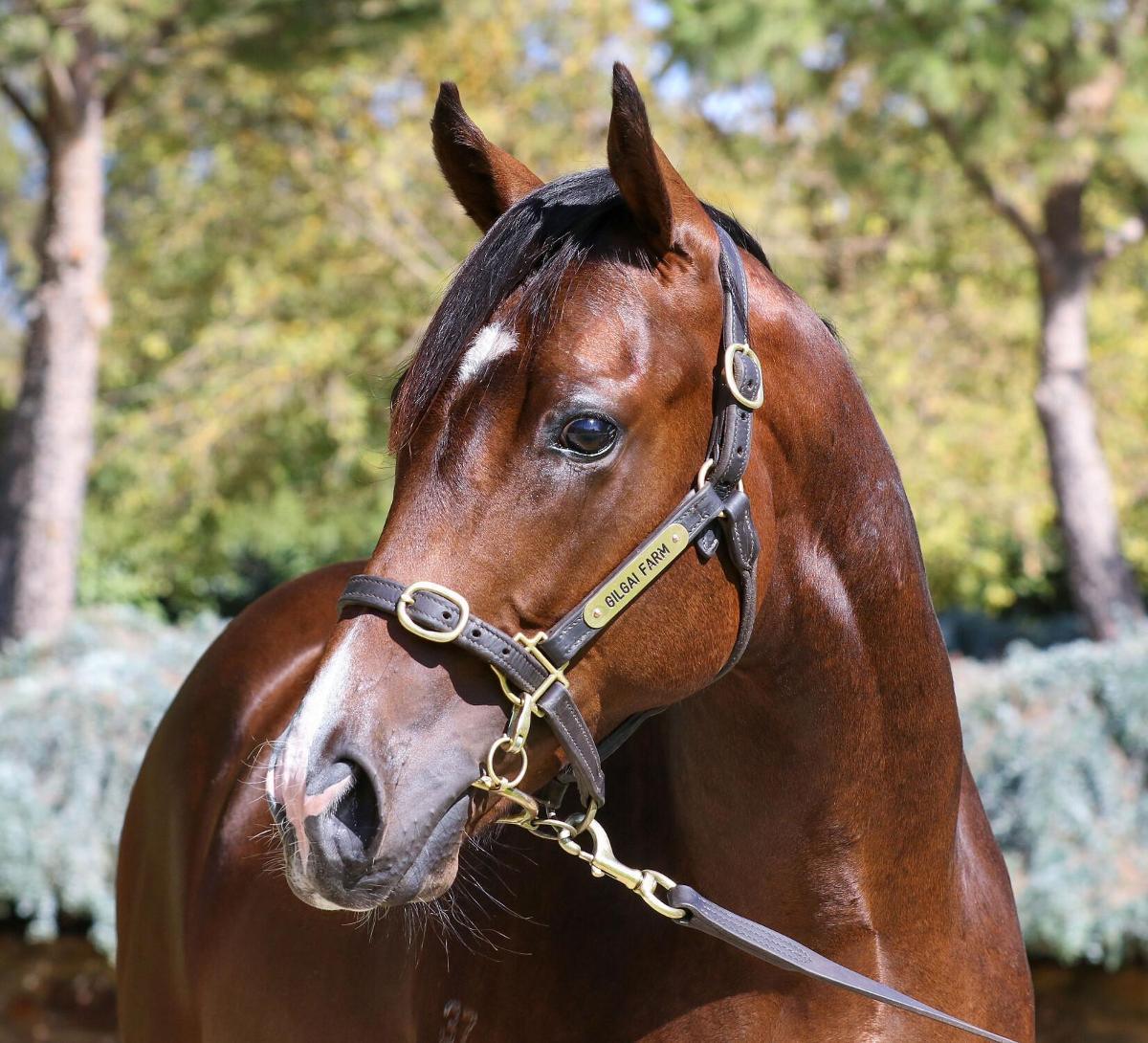 horse-image