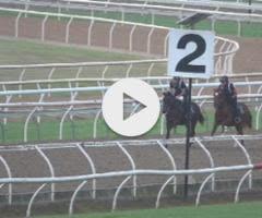 Tassort x Shahad Filly