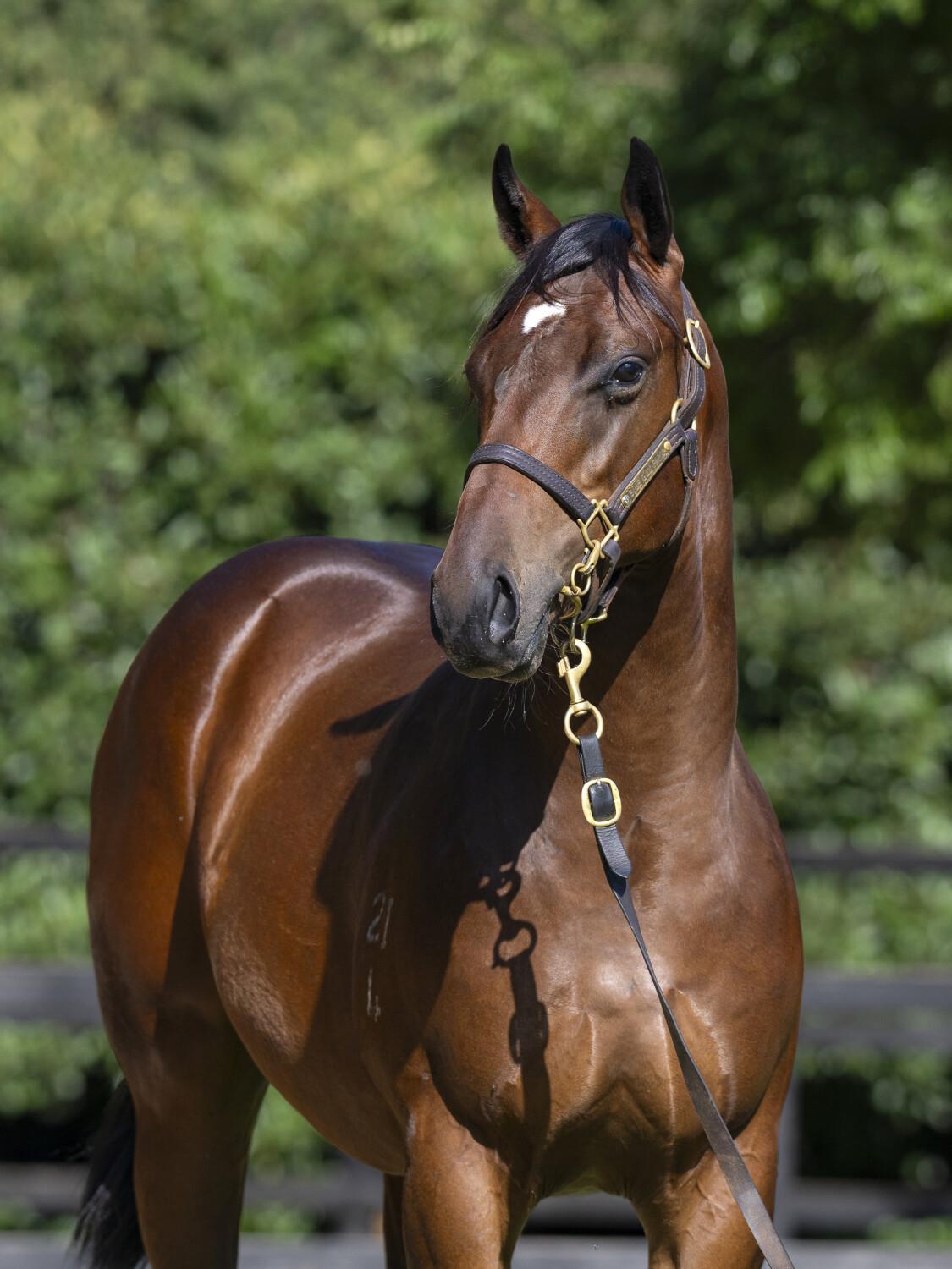 Exceed And Excel x Ponte Roma colt