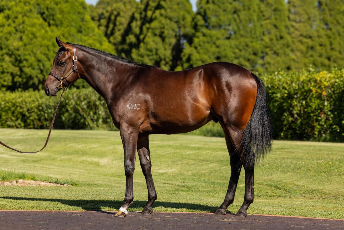 horse-image