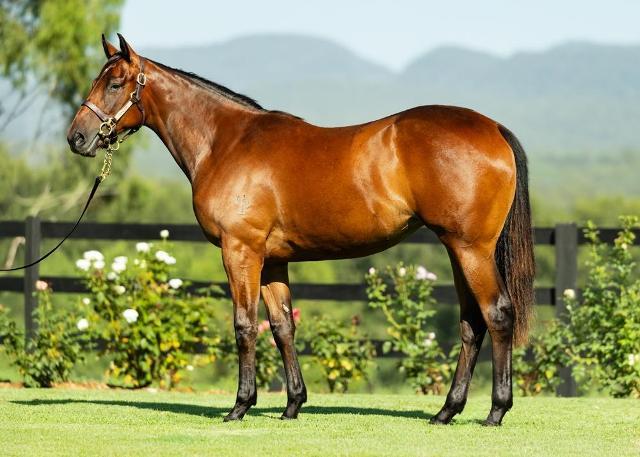 horse-image
