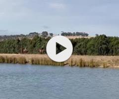 Bivouac x Free Thrills '24 Filly