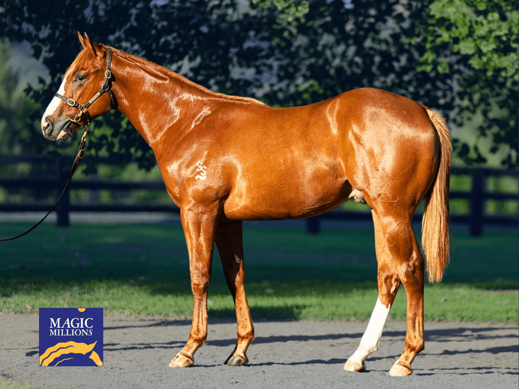 Frankel x Global Brand (USA) colt