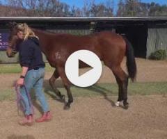 Jacquinot x Clover Beat Filly