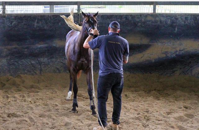 North Pacific x Wolfsburg Filly ‘23