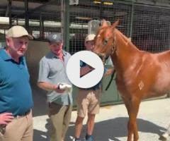 Maurice (JPN) x Courtesan (NZ) Filly '24