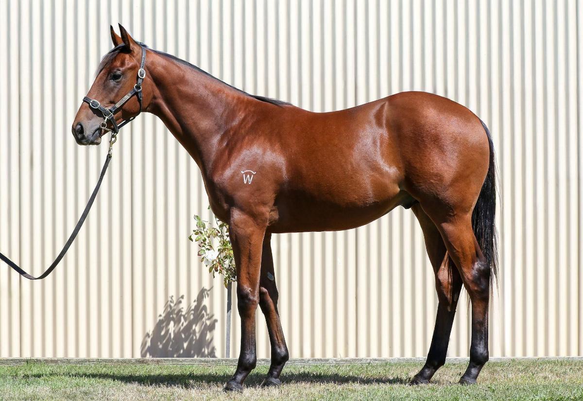 Hitotsu x Sidewalk Sinner '24 Colt