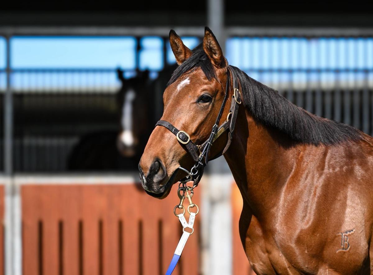 horse-image