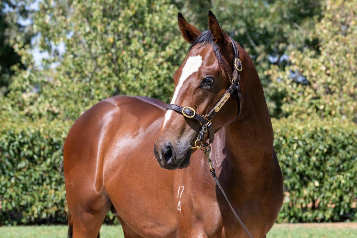 Finance Tycoon x Moonrush colt