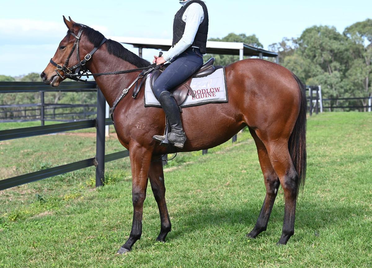 horse-image