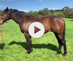 Supido x Dinkum Diamond