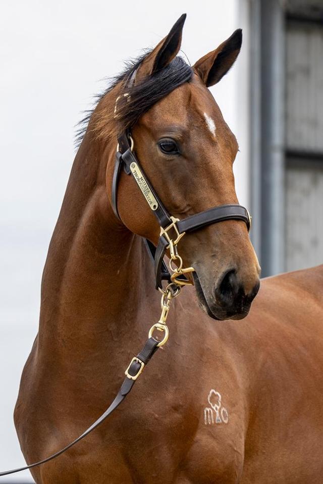 Quick Thinker x Asset 2yo Gelding