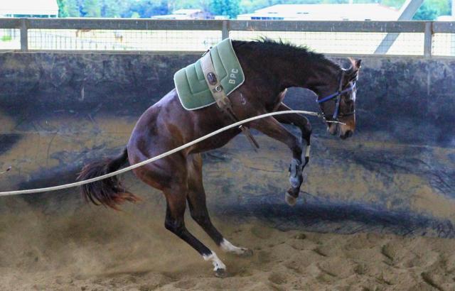 North Pacific x Wolfsburg Filly ‘23
