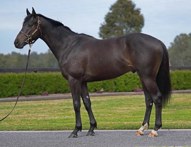 horse-image