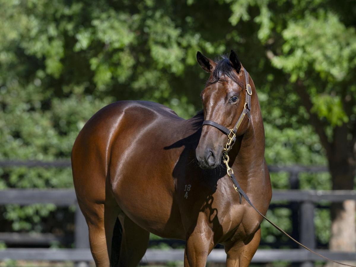 Toronado x Suzila 24F