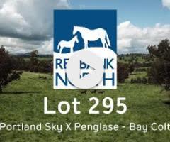 Portland Sky x Penglase colt